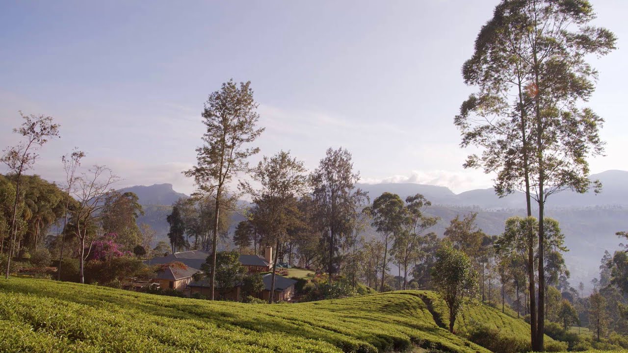 Tea Trails - Nuwara Eliya